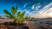 Young green plant sprouting from dry desert soil against dramatic blue sky with clouds at sunset, symbolizing hope, resilience and new beginnings.