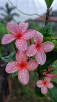 Pink plumeria flowers with water drops on petals against green foliage background, macro nature photography showing delicate tropical blooms in morning dew.