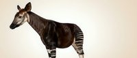 Okapi exotic African mammal with distinctive striped legs and brown body standing in profile against neutral background for wildlife education.