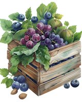Fresh blueberries and purple grapes in rustic wooden crate with green leaves, figs and nuts. Watercolor style artwork on isolated background for food packaging.