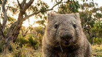 Adorable wombat portrait in natural habitat with soft golden light filtering through eucalyptus trees creating warm atmospheric wildlife photography.