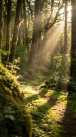 Sunlight streaming through dense forest canopy illuminating winding dirt path among tall trees and lush ferns creating magical woodland atmosphere.