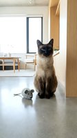 Siamese cat with dark points sitting on polished concrete floor next to small gray knitted mouse toy in modern minimalist home interior with wooden accents and natural light.