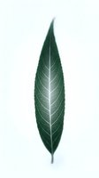 Single elongated green leaf with prominent white central vein and intricate venation pattern isolated on white background, suitable for botanical designs and nature-themed projects.