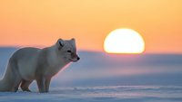 Arctic fox standing on snowy landscape during golden sunset with warm orange sky. Wildlife photography showcasing winter wilderness and natural habitat.