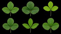 Six green strawberry leaves isolated on transparent background, ready for t-shirt design, clipart, stickers, print on demand, and sublimation projects.