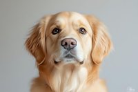 Close up portrait of golden retriever dog with expressive eyes and soft cream colored fur against light gray background, showing gentle and loyal expression.