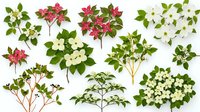 Collection of flowering tree branches with white and pink blossoms isolated on white background for spring design projects and botanical illustrations.