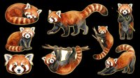 Cute red panda characters in various poses isolated on transparent background. Ready for t-shirt design, clipart, stickers, sublimation and print-on-demand products.