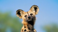 African wild dog portrait showing distinctive round ears and spotted fur pattern against blurred natural background, close-up view capturing curious expression.