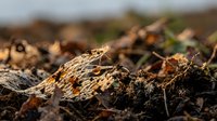 Young mushrooms emerging from rich forest soil among fallen autumn leaves and organic debris in natural woodland environment.
