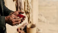 Weathered hands holding fresh red pomegranate fruit, close-up detail of agricultural harvest and traditional farming practices for food production.