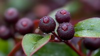 Fresh dark purple berries with water drops on green leaves, macro photography showing detailed texture and natural moisture in garden setting.