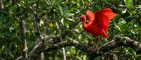 Vibrant red scarlet ibis bird perched on tree branch in lush green tropical forest canopy displaying bright plumage and natural wildlife behavior.