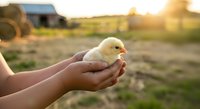 Young child holding newborn chick in cupped hands on farm with barn and golden sunset light, depicting agricultural education and animal care for children.
