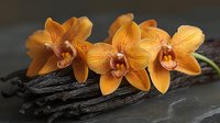 Orange cymbidium orchids on dark driftwood against black background, elegant floral composition with water drops and soft natural lighting creates spa atmosphere.