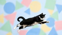 Playful black and white kitten jumping mid-air against colorful geometric pastel background with circles and triangles for pet care designs.