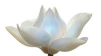 Serene white lotus flower with soft pastel blue and pink gradient lighting isolated on transparent background, suitable for wellness, spa, and meditation design projects.