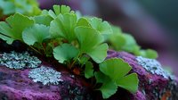 Fresh green Ginkgo biloba leaves growing on purple rock with lichen, showcasing natural contrast in botanical environment.