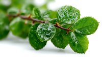 Fresh green rose leaves with water droplets on branch, showcasing natural moisture and vibrant foliage for gardening and botanical designs.