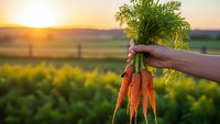 Hand holding fresh organic carrots with green tops at sunset in agricultural field for healthy eating and farm-to-table cooking.