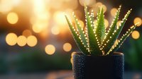 Succulent plant in black pot with water drops against blurred golden bokeh background, creating cozy atmospheric home decoration setting.