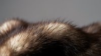 Close-up macro shot of soft animal fur texture with brown and gray tones, showcasing natural hair detail on neutral background.