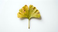 Single yellow ginkgo leaf with brown spots isolated on white background. Autumn foliage botanical specimen for natural design projects.