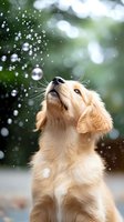 Playful Golden Retriever puppy looking up at soap bubbles floating in air against blurred green background, capturing moment of pure joy and curiosity in nature.