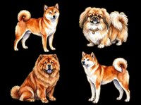 Shiba Inu, Shih Tzu, Chow Chow, and Akita dog breeds isolated on transparent background, ready for t-shirt design, clipart, stickers, and print-on-demand products.