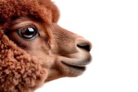 Close up profile view of brown alpaca face showing detailed eye and nose features against white background, isolated for design projects and commercial use.