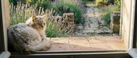 Tabby cat relaxing on wooden doorstep overlooking garden path with lavender plants and stone walkway in peaceful outdoor setting.