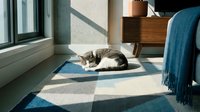 Tabby cat sleeping peacefully on geometric patterned rug in sunlit modern living room with mid-century furniture and cozy home decor atmosphere.