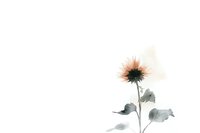Minimalist watercolor sunflower silhouette in soft peach and gray tones against white background, single stem with delicate leaves creates ethereal botanical art piece.