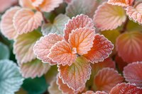 Delicate frost-covered coral pink strawberry leaves create ethereal natural pattern, perfect for seasonal garden backgrounds and winter nature photography projects.