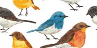 Colorful songbirds collection featuring detailed illustrations of small wild birds with vibrant plumage in natural poses on white background, seamless pattern for nature designs.