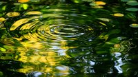 Concentric ripples on dark water surface with golden reflections from fallen leaves creating mesmerizing pattern of circles and natural abstract design.