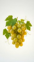 Fresh green grape cluster with vine leaves isolated on white background for food design and healthy eating concepts.