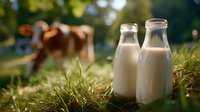 Fresh milk bottles in green grass with grazing cow in blurred background on sunny morning, natural dairy farming concept for organic food production.