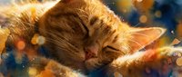 Adorable orange tabby cat sleeping peacefully with closed eyes, bathed in warm golden sunlight with dreamy bokeh lights creating magical atmosphere.