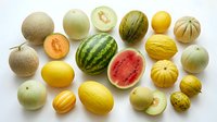 Fresh assorted melons collection including watermelon, cantaloupe, honeydew and exotic varieties arranged on white background for healthy eating concepts.