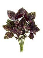 Deep burgundy basil herb bunch with dark purple foliage and green stems isolated on white background, ready for culinary, botanical, and design applications.