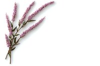 Pink heather branch with delicate flowers isolated on white background, botanical illustration for natural design, greeting cards and packaging.