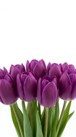 Purple tulips bouquet with green stems isolated on white background for spring decorations and floral arrangements.