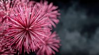 Vibrant pink dandelion-like flowers with spiky petals against dark background, creating dramatic contrast for nature photography or botanical art.