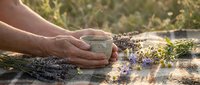 Hands holding herbal tea cup surrounded by dried lavender flowers and chamomile on rustic wooden table in golden sunlight for relaxation and wellness.