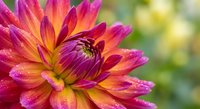 Vibrant pink and orange dahlia flower in full bloom with layered petals and natural garden background for floral design and botanical projects.