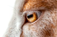 Extreme close-up macro shot of orange feline eye with detailed iris pattern, white fur surrounding, showing depth and texture in high resolution photography.