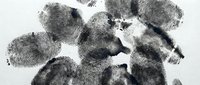 Fingerprints isolated on white background, forensic evidence for criminal investigation, law enforcement, security, identity verification, and legal documentation purposes.