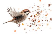 Male sparrow in flight with scattered autumn leaves and feathers creating dynamic motion effect on white background, isolated design element for nature themes.